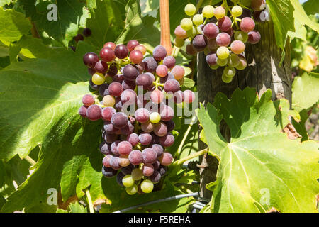 A Pechlatt,Pech-Latt vigneti,close up di vino la produzione di uve,nella produzione vinicola regione area di Lagrasse,Aude.Il sud della Francia. Foto Stock