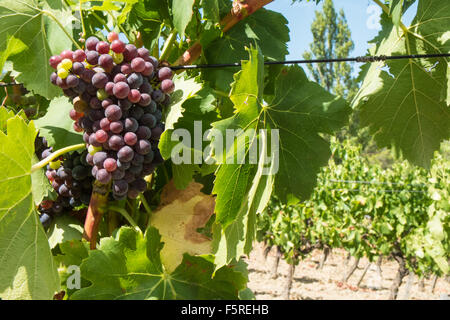 A Pechlatt,Pech-Latt vigneti,close up di vino la produzione di uve,nella produzione vinicola regione area di Lagrasse,Aude.Il sud della Francia. Foto Stock