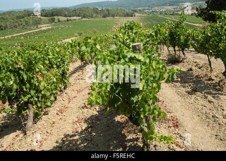 A Pechlatt,Pech-Latt vigneti,close up di vino la produzione di uve,nella produzione vinicola regione area di Lagrasse,Aude. Foto Stock