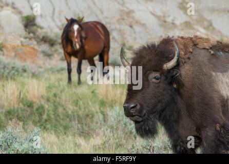 I bisonti americani (Bison bison) e Wild Horse, Badlands, S. Dakota, Western USA Foto Stock