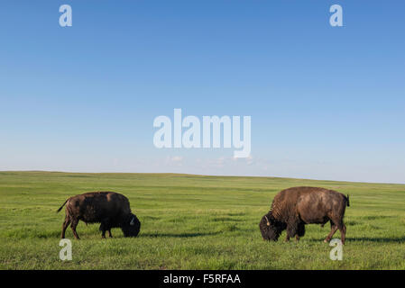 Due i bisonti americani (Bison bison) adulti pascolare sui prati, Western USA Foto Stock