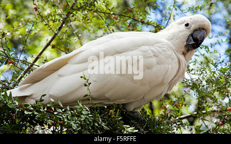 Un bianco cacatua nella boccola alimentazione su bacche Foto Stock