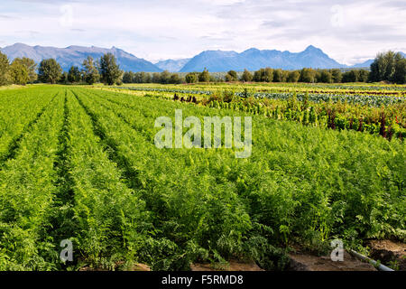 La maturazione di righe di "late harvest" campo di carota. Foto Stock