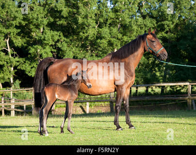 A mare con il suo nuovo nato il puledro in piedi in un pascolo Foto Stock