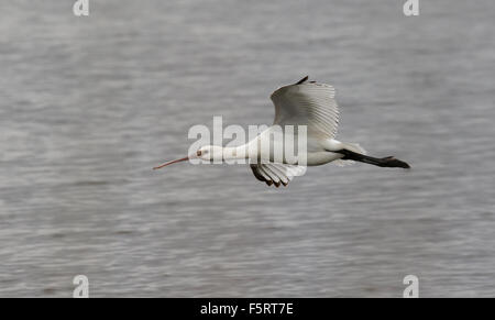 I capretti spatola in volo Foto Stock