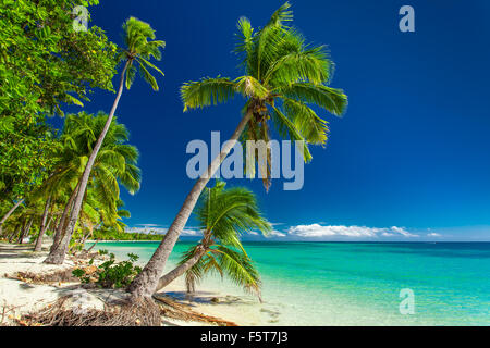 Spiaggia tropicale con palme di cocco sulle isole Fiji Foto Stock