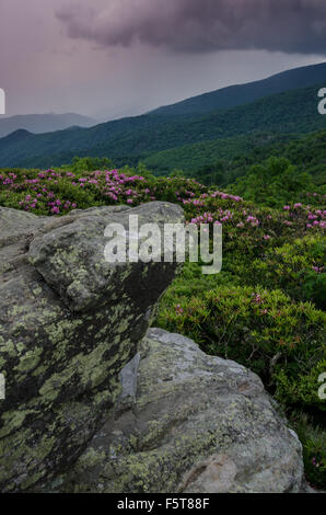 La mattina si trasforma in giorno si affaccia Catawba rhododendron vicino a th summit di Jane calvo in Stefano Mountain highlands Foto Stock