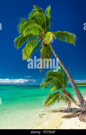 Coppia di alberi di palma contro vibrante blu cielo, Isole Fiji Foto Stock