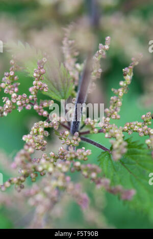 Close up di ortica fiori. Urtica dioica. Foto Stock