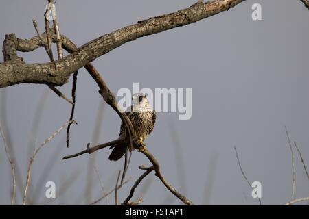 Falcon Falcon (columbarius) arroccato su un arto in un parco di New York Foto Stock