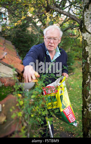 Anziano gentiluomo la pulizia di una grondaia di pioggia di foglie in North Yorkshire Foto Stock