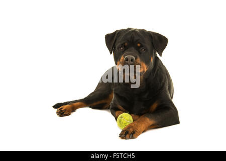 Rottweiler cane rivolta verso la telecamera sdraiato con la sua sfera isolata su uno sfondo bianco Foto Stock