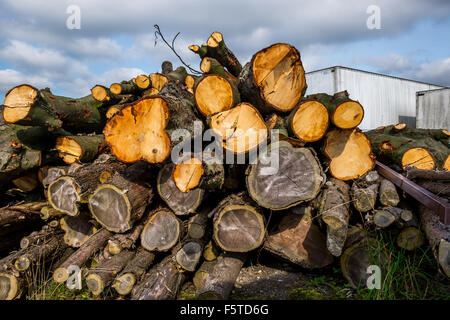 Un mucchio di tagliare tronchi di alberi Foto Stock