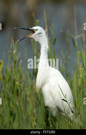 Garzetta chiamando in canne. Foto Stock