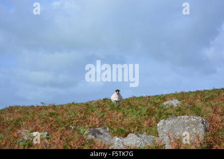 Pecora sulle colline vicino a fiocco tori, Parco Nazionale di Dartmoor, Devon, Inghilterra Foto Stock