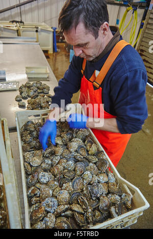 Controllo tramite nativi di ostriche, a Loch Fyne oyster farm, Cairndow, vicino a Inverary, su Loch Fyne, Argyle, Scotland, Regno Unito. Foto Stock