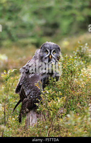 Grande grigio allocco (Strix nebulosa), Adulto su lookout, Pelm, Kasselburg Vulkaneifel, Germania Foto Stock