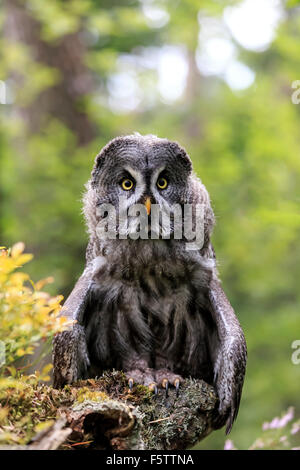 Grande grigio allocco (Strix nebulosa), Adulto su lookout, Pelm, Kasselburg Vulkaneifel, Germania Foto Stock