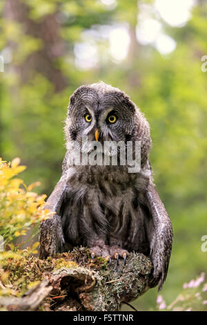 Grande grigio allocco (Strix nebulosa), Adulto su lookout, Pelm, Kasselburg Vulkaneifel, Germania Foto Stock