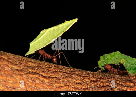 Leafcutter formiche (Atta sexdens) trasportare foglie tagliate, il gruppo trovato in America Centrale e Sud America, captive Foto Stock