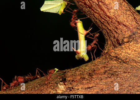 Leafcutter formiche (Atta sexdens) portante stelo spinoso, trovati in America Centrale e Sud America, captive Foto Stock