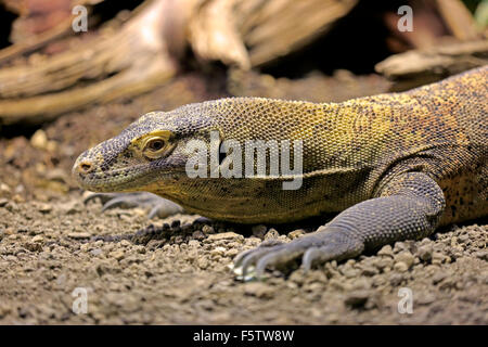 Drago di Komodo o monitor di Komodo (Varanus komodoensis), Adulto, nativo di Indonesia, captive Foto Stock