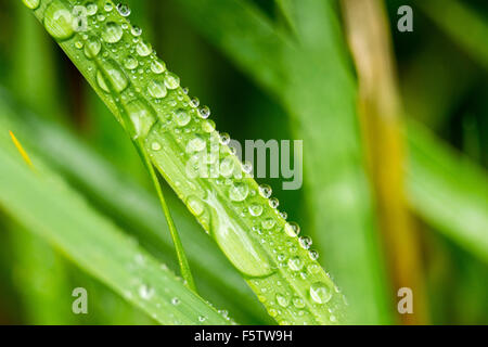 Gocce d'acqua sull'erba Foto Stock