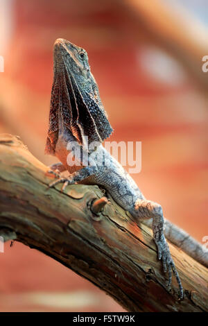 Frilled-collo lizard, anche frilled lucertola o frilled dragon (Chlamydosaurus kingii), Adulto su albero, nativo di Australia, captive Foto Stock