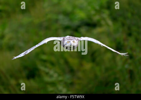 Civetta delle nevi (Bubo scandiacus), Adulto battenti, Kasselburg, Eifel, Germania Foto Stock