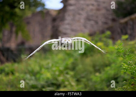 Civetta delle nevi (Bubo scandiacus), Adulto battenti, Kasselburg, Eifel, Germania Foto Stock