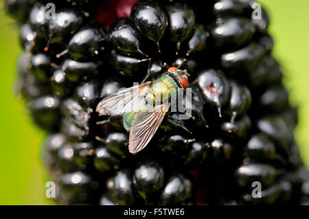 Comune bottiglia verde fly (Lucilia sericata) seduti sulla Indian pokeweed (Phytolacca acinosa) frutti, Renania settentrionale-Vestfalia Foto Stock