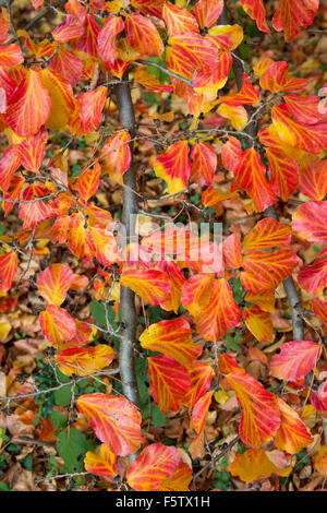 Parrotia persica. Il persiano ironwood le foglie in autunno. Regno Unito Foto Stock