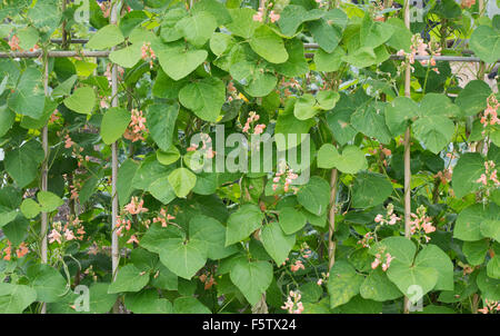 Phaseolus coccineus "celebrazione". I baccelli in fiore supportato da canne di bambù in un orto. Regno Unito Foto Stock