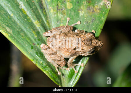 Arancio-groined pioggia (rana Pristimantis croceoinguinis) nel sottobosco della foresta pluviale, Ecuador Foto Stock