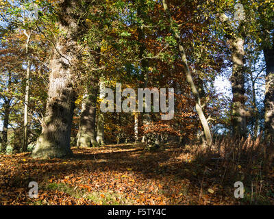 I confini delle abbazie modo la pubblicazione di un lungo percorso di distanza passa attraverso il legno di faggio confini scozzesi con colorati faggi Foto Stock