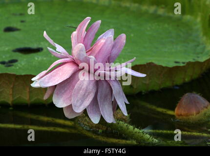 Primo piano di una fioritura South American Queen Victoria's ninfee a.k.a. Giant Amazon acqua giglio (Victoria amazonica) Foto Stock