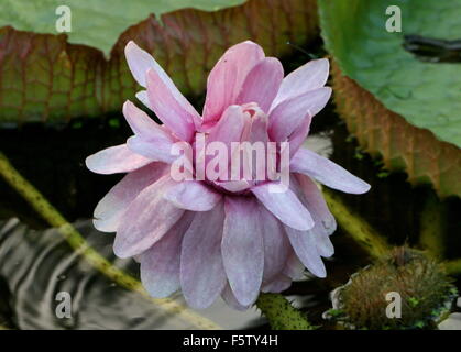 Primo piano di una fioritura South American Queen Victoria's ninfee a.k.a. Giant Amazon acqua giglio (Victoria amazonica) Foto Stock
