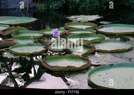 Sud Americana la Regina Vittoria per il giglio di acqua a.k.a. Giant Amazon acqua giglio (Victoria amazonica) Foto Stock