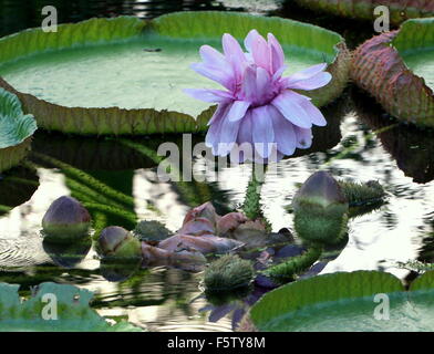 Fioritura South American Queen Victoria's ninfee a.k.a. Giant Amazon acqua giglio (Victoria amazonica) Foto Stock