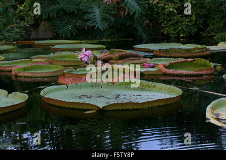 Sud Americana la Regina Vittoria per il giglio di acqua a.k.a. Giant Amazon acqua giglio (Victoria amazonica) Foto Stock