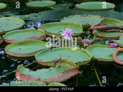 Sud Americana la Regina Vittoria per il giglio di acqua a.k.a. Giant Amazon acqua giglio (Victoria amazonica) Foto Stock