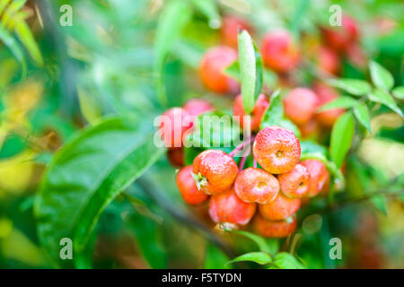 Un mazzetto di bagnato, shiny granchio rosso mele che cresce su un ramo di un albero con uno sfondo di foglie verdi e profondità di campo. Foto Stock