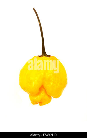 Mature Scotch Bonnet su sfondo bianco Foto Stock