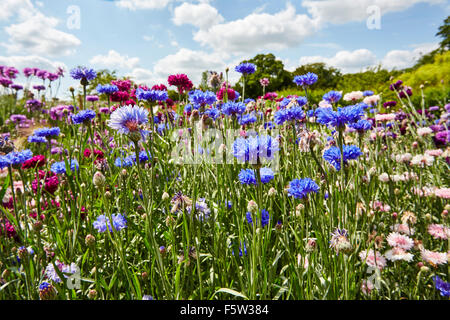 Cornflowers nei giardini di Easton walled gardens, Easton, Grantham, Lincolnshire, Inghilterra, Regno Unito. Foto Stock