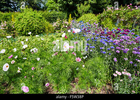 Fiori d'estate nei giardini di Easton walled gardens, Easton, Grantham, Lincolnshire, Inghilterra, Regno Unito. Foto Stock