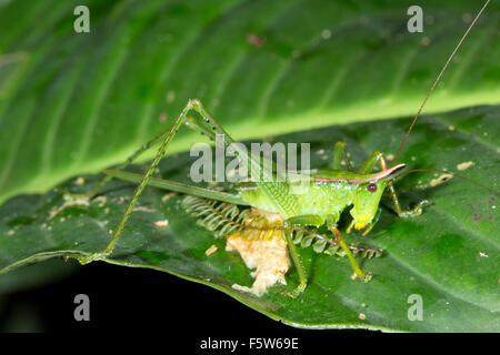Conehead femmina katydid con una lunga ovopositor su una foglia della foresta pluviale in Ecuador Foto Stock