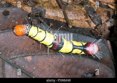 Un grande vivacemente colorato caterpillar sul suolo della foresta pluviale in Ecuador. Ha lasciato il suo impianto di cibo e si sta spostando fuori per pupate Foto Stock