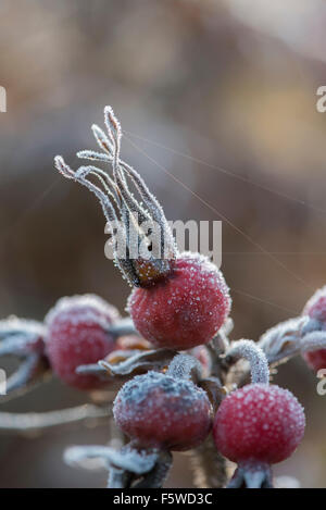 Frosty rosa canina. Foto Stock