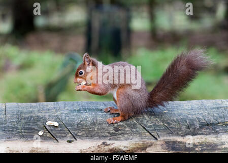 Scoiattolo rosso alimentazione a Snaizeholme scoiattolo rosso riserva, vicino Hawes, North Yorkshire, Regno Unito Foto Stock
