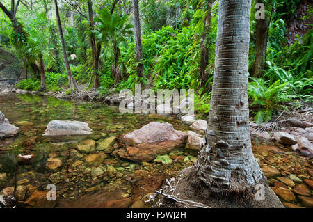 Livistonia palme in El Questro Gorge. Foto Stock